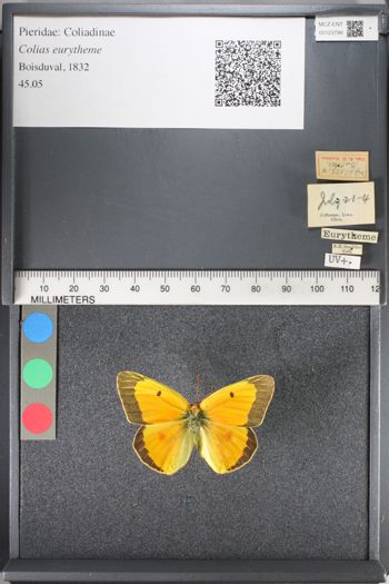 Media type: image;   Entomology 123799